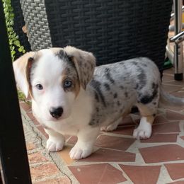 Cardigan Welsh Corgi Puppies from Luxe Cardigan Welsh Corgis