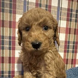 Freddie - Red  male Goldendoodle puppy in Lowville, New York from Adirondack Labradoodles