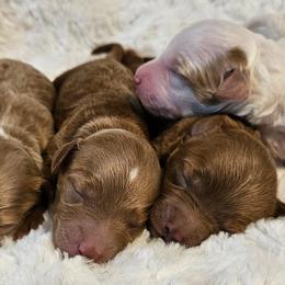 Goldendoodle puppies from Perfect Puppy Doodles