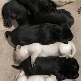Labrador Retriever Puppies from Willow Kane Farm