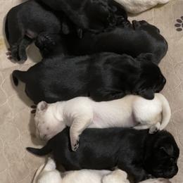Labrador Retriever Puppies from Willow Kane Farm