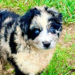 Ember - Blue merle female Australian Shepherd puppy in Mineral Wells, Texas from A6 Australian Shepards