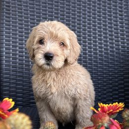 Boy 5 - Lavendar male Australian Labradoodle puppy in Morristown, New Jersey from English Manor Labradoodles