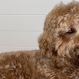 Goldendoodles from Lady’s Goldendoodles