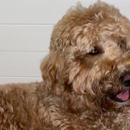 Goldendoodles from Lady’s Goldendoodles