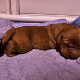 Golden Retriever Puppies from Kingsbourgh Retrievers