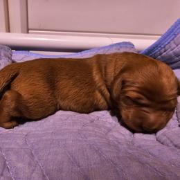 Golden Retriever Puppies from Kingsbourgh Retrievers