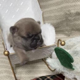 Warren - Blue male French Bulldog puppy in Peru, Indiana from Angie's Little Bostons And Frenchies