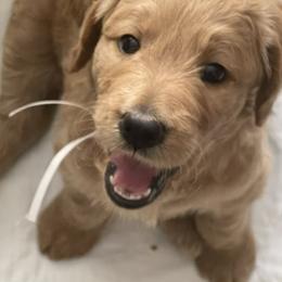 Goldendoodle Puppies from Jasperdoodle.com