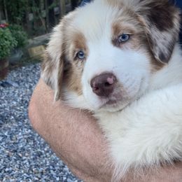 Creed - Red merle Australian Shepherd puppy in Colorado from Niyu Aussies