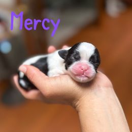 Mercy - Red and white female Shih Tzu puppy in Ft Mc Coy, Florida from Everlasting Shih Tzu