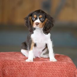 Barley - Chocolate male Cavalier King Charles Spaniel puppy in Sugarcreek, Ohio from Chocolate Cavalier