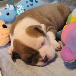 Sammy - Blue fawn male American Staffordshire Terrier puppy in Cosby, Tennessee from Edelhaus Kennel