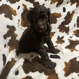 Green collar boy - Brown Poodle puppy in Santa Fe, Texas from Greatest Hits Standard Poodles