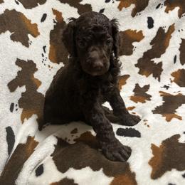 Green collar boy - Brown Poodle puppy in Santa Fe, Texas from Greatest Hits Standard Poodles