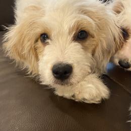 Buddy - Blenheim male Cavapoo puppy in Mesa, Arizona from Bubble-ishous Cavaliers, Cavapoos and Portadoodles