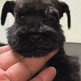 Girl 3 - Salt and pepper female Miniature Schnauzer puppy in Wildomar, California from My Angel Schnauzers