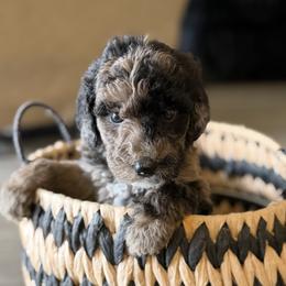 Snickers - Merle female Labradoodle puppy in Brownsville, Texas from The Doodle Crew