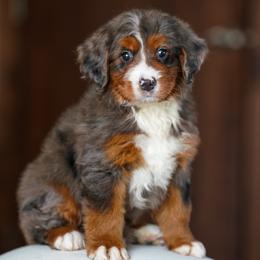Sage - Merle female Bernedoodle puppy in Dundee, Ohio from Down Home Doodle