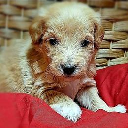 Cooper - Apricot male Goldendoodle puppy in Hendersonville, Tennessee from Ben's Best Buddy Goldendoodles