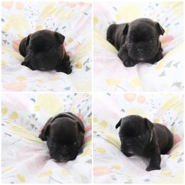 French Bulldog Puppies from Smalltown Frenchies