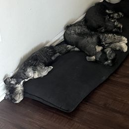 Miniature Schnauzer Puppies from Sugarbaby Kennel