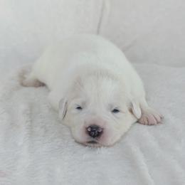 Baby Blue - White female Great Pyrenees puppy in Yakima, Washington from Naches Heights Ranch