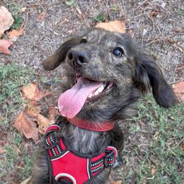 Thorn - Dachshund