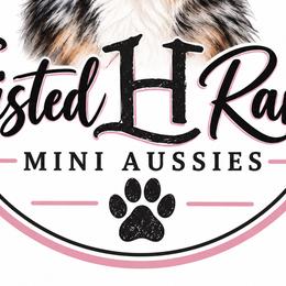 Miniature Australian Shepherds from Twisted H Ranch Aussies