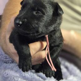 Medium Pink Collar Female - Gold brindle female Dutch Shepherd puppy in Dallas, Georgia from Bluestone Creek Dutch Shepherds