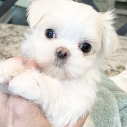 Maltese and Yorkshire Terrier Puppies from Precious Paws Maltese and Yorkies