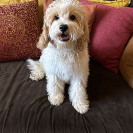 Carter - Blenheim male Cavapoo puppy in Tempe, Arizona from Springerdoodles Plus AZ
