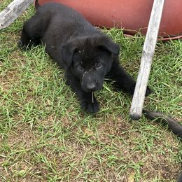 German Shepherd Puppies from Guamany K9 Vomhaus
