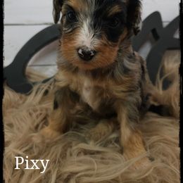 Pixy - Blue merle female Aussiedoodle puppy in Farley, Iowa from Iowa's Doodle Co.