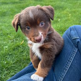 Pickles - Red tri-color male Miniature American Shepherd puppy in Milton Freewater, Oregon from Sparkling Cross Toy & Mini Aussies