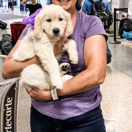 Golden Retriever Puppies from Dry Canyon Goldens