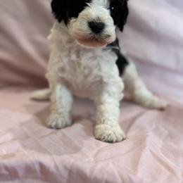 Ashland - Tri-color female Bernedoodle puppy in Longmont, Colorado from Colorado Miniature Bernedoodle Puppies