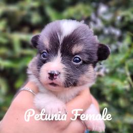 Petunia - Black and tan female Pembroke Welsh Corgi puppy in Sidney, Ohio from Cozy Corgi Ranch