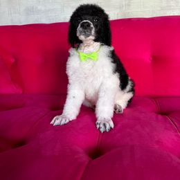 Dalmatian, Poodle, and Rhodesian Ridgeback Puppies from Ruffles, Ridges, & Spots!