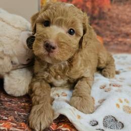 Samuel - Apricot male Aussiedoodle puppy in Lebanon, Missouri from Perkins Pups