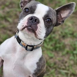 Boston Terriers from The Bostons of Twisted Anchor Farms