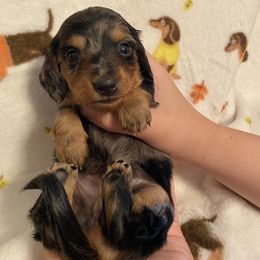 Minnie Longhair girl - Dapple female Dachshund puppy in Springfield, Tennessee from Savannah’s Doxie Palace