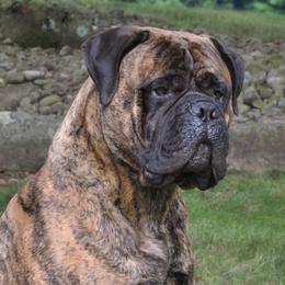 Broch - Bullmastiff