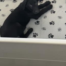 German Shepherd Puppies from Devon Rugerio's German Shepherds