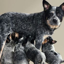 Callie - Australian Cattle Dog