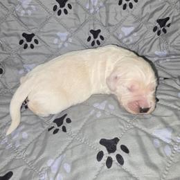 Boy 4 - Light golden male Golden Retriever puppy in Savannah, Georgia from Golden Point Retrievers