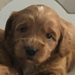 Girl 3 - Red  female Goldendoodle puppy in Fredericksburg, Ohio from Timshell Farm Specialty Crossbreed Puppies