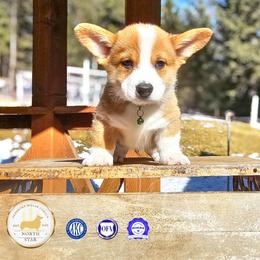 Louie - Red male Pembroke Welsh Corgi puppy in Fortine, Montana from North Star Pembroke Welsh Corgi's