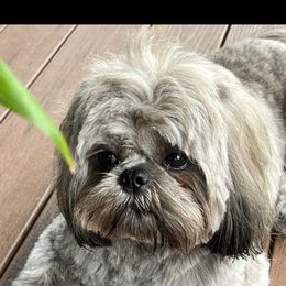 Shih Tzu Puppies from Grandma Ts Precious Puppies