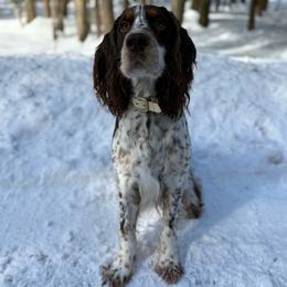 Winnie - English Springer Spaniel